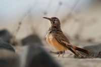 Skrivan dudkovity - Alaemon alaudipes - Greater Hoopoe-Lark o1625